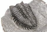 Coltraneia Trilobite Fossil - Huge Faceted Eyes #216508-5